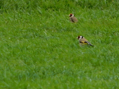 Carduelis carduelis britannica