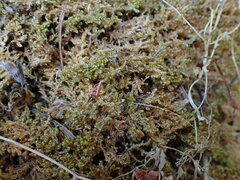 Stereodon subimponens