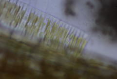 Fragilaria