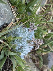 Eritrichium argenteum