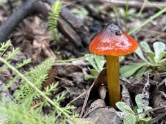 Hygrocybe conica