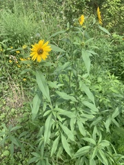 Helianthus hirsutus