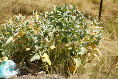 Asclepias speciosa