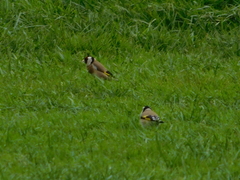 Carduelis carduelis britannica