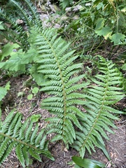 Polystichum andersonii