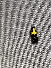 Rectiostoma xanthobasis