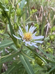 Symphyotrichum puniceum