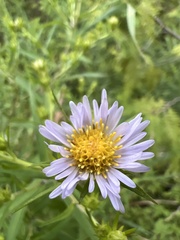 Symphyotrichum puniceum