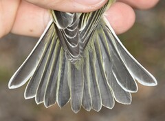 Vireo solitarius