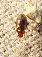 Epitrix hirtipennis