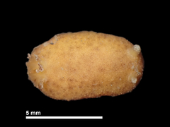 Geitodoris sticta