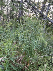 Symphyotrichum puniceum