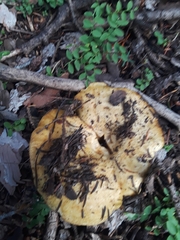 Lactarius alnicola