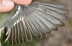 Vireo solitarius