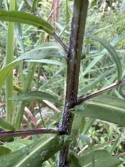 Symphyotrichum puniceum