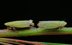 Verdanus