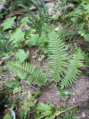 Polystichum andersonii