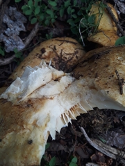 Lactarius alnicola