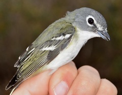 Vireo solitarius
