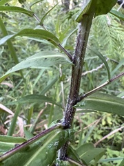 Symphyotrichum puniceum