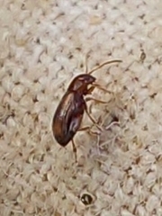 Epitrix hirtipennis