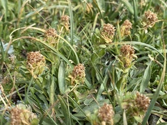 Solidago multiradiata