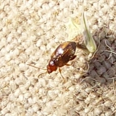 Epitrix hirtipennis