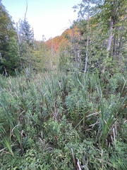 Symphyotrichum puniceum