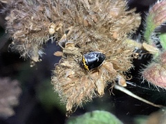Cosmopepla conspicillaris