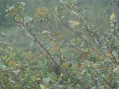 Phylloscopus pulcher