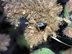 Cosmopepla conspicillaris