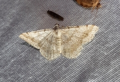 Digrammia ocellinata