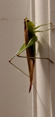 Conocephalus fasciatus