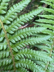 Polystichum andersonii