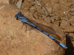 Argia agrioides