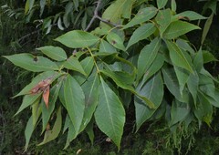 Carya glabra