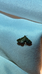 Anageshna primordialis