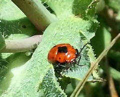 Entomoscelis suturalis