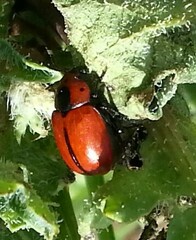 Entomoscelis suturalis