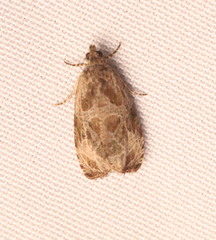 Olethreutes inornatana