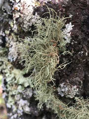 Usnea rubicunda