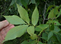 Carya glabra