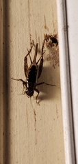 Gryllus veletis