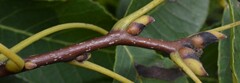 Carya glabra