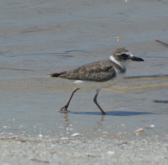 Charadrius wilsonia
