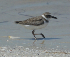 Charadrius wilsonia