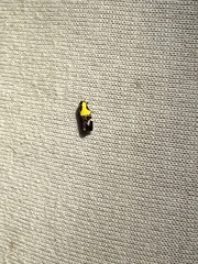 Rectiostoma xanthobasis