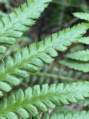 Polystichum andersonii