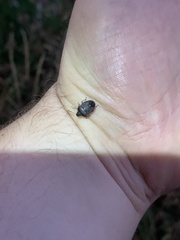 Holcostethus abbreviatus