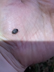 Holcostethus abbreviatus